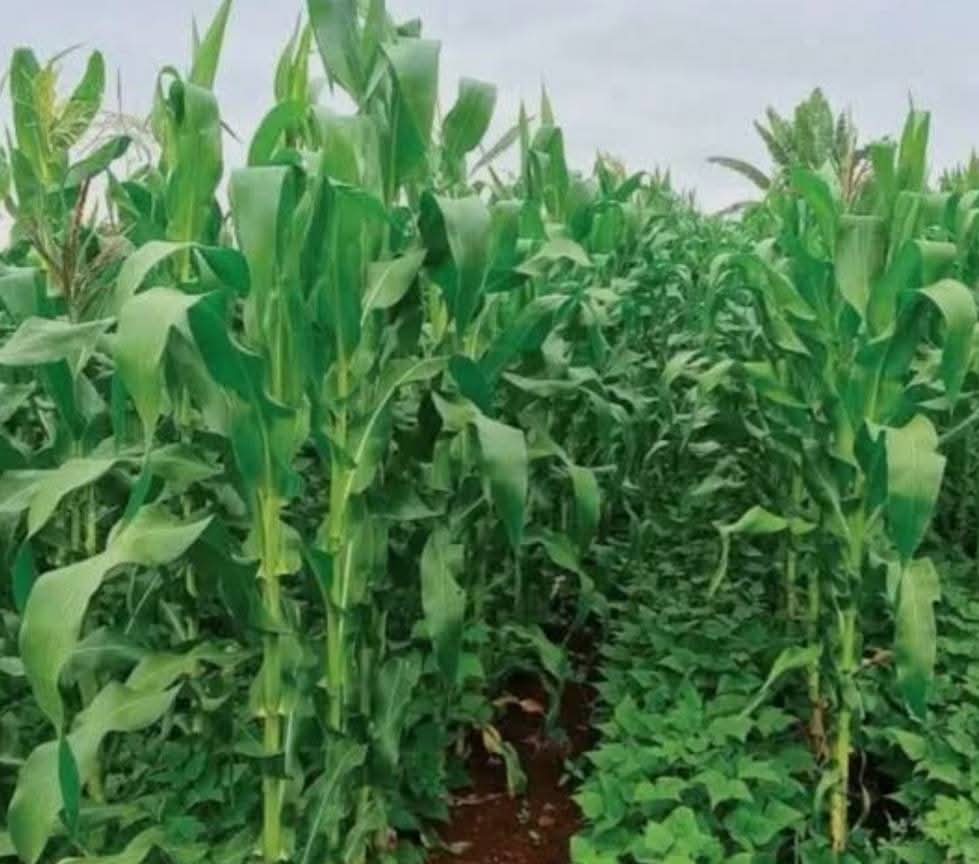 Mahagi:La société civile des Djukoth salue la distribution de semences par le gouvernement et prône une gestion responsable