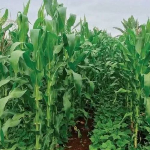 Mahagi:La société civile des Djukoth salue la distribution de semences par le gouvernement et prône une gestion responsable