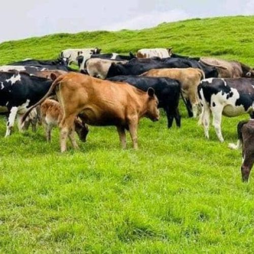 Ituri : des miliciens FRPI pillent des vaches dans la chefferie des Bahama Mitego