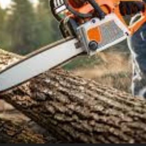 Mahagi : Un bûcheron perd l’usage de ses jambes dans un tragique accident de travail